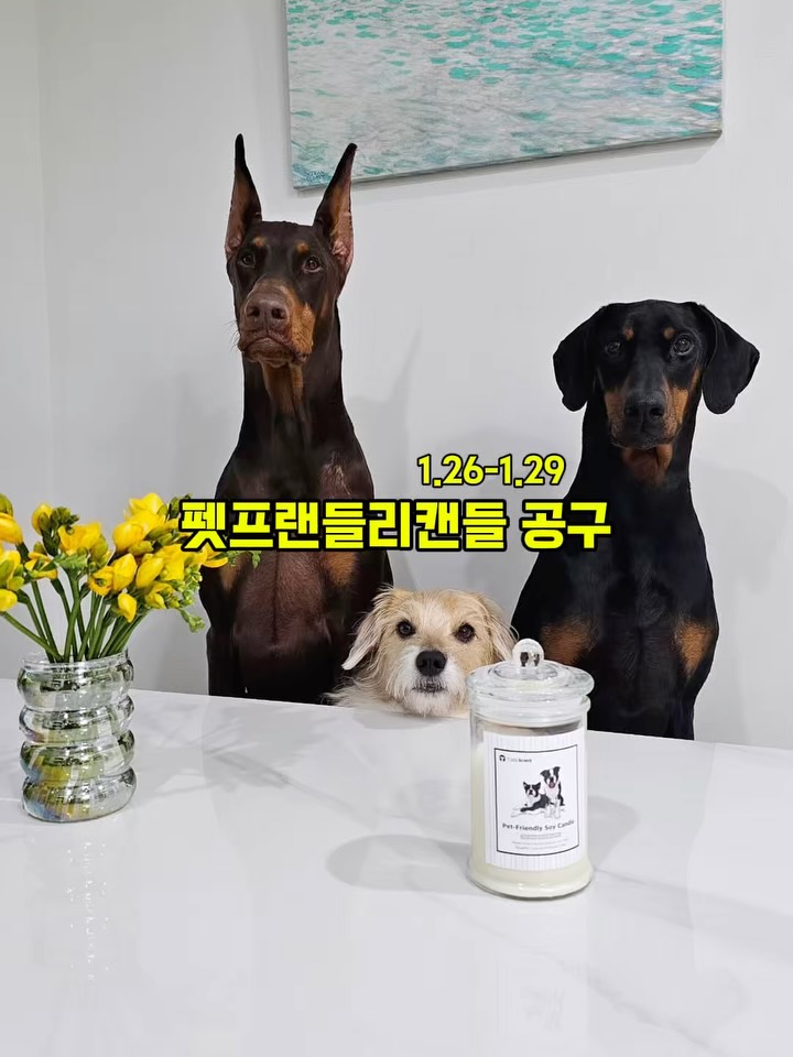 테일즈 펫프랜들리 캔들