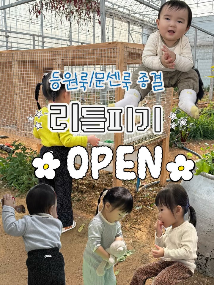 리틀피기 봄신상