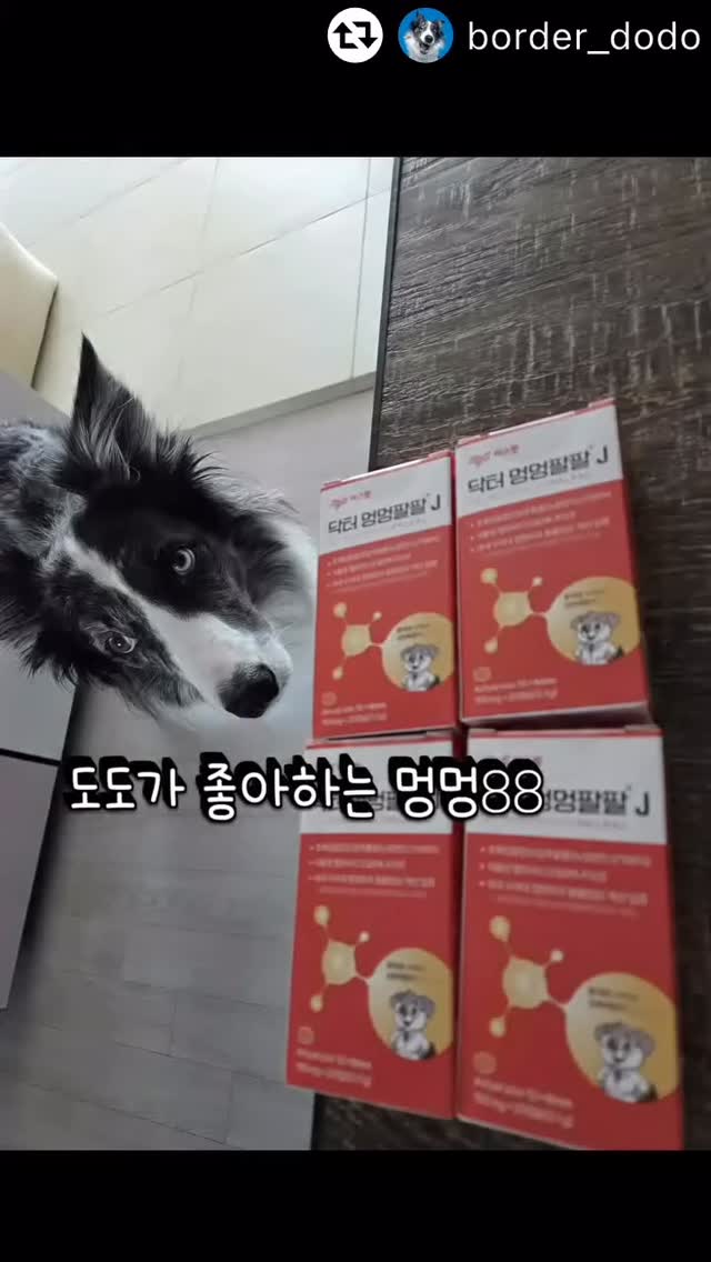 멍멍88 관절영양제