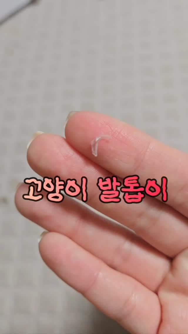 초코펫 행복매트