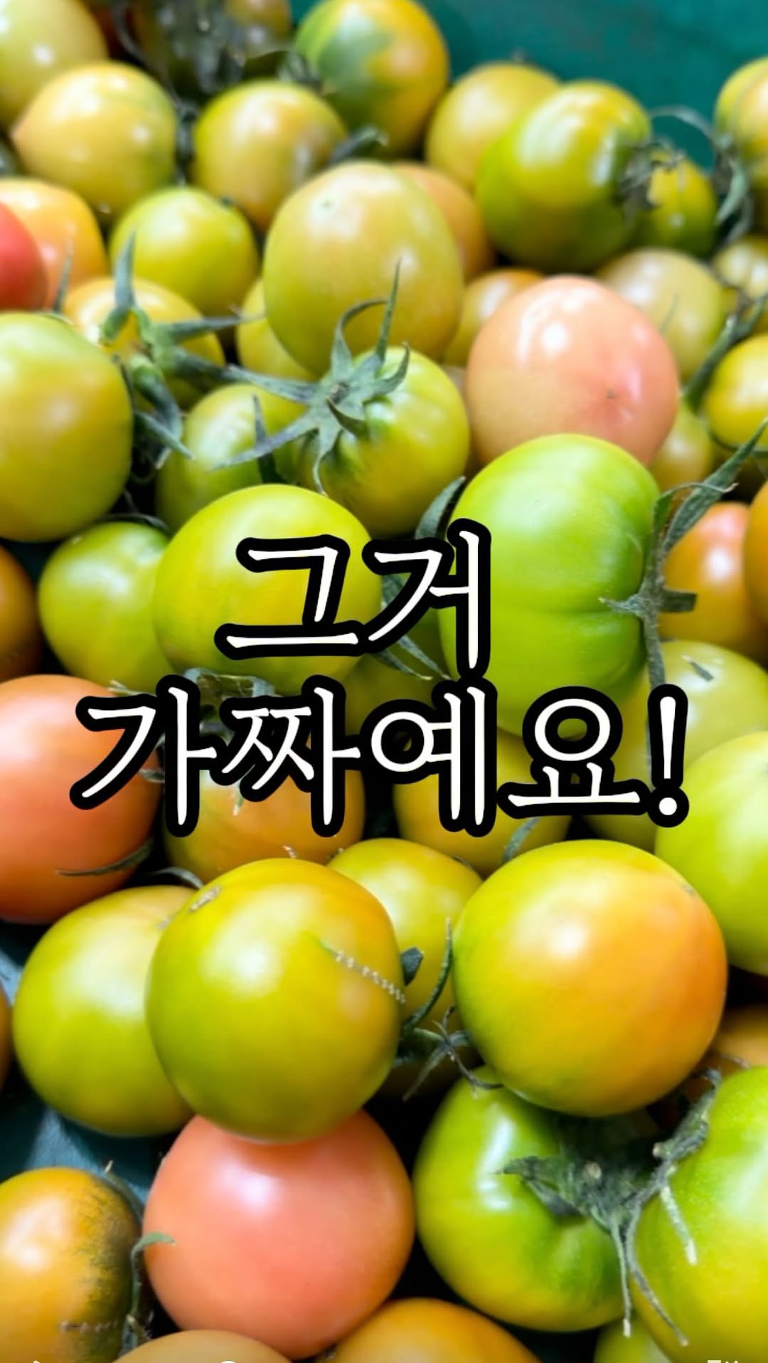 짭짤이 토마토