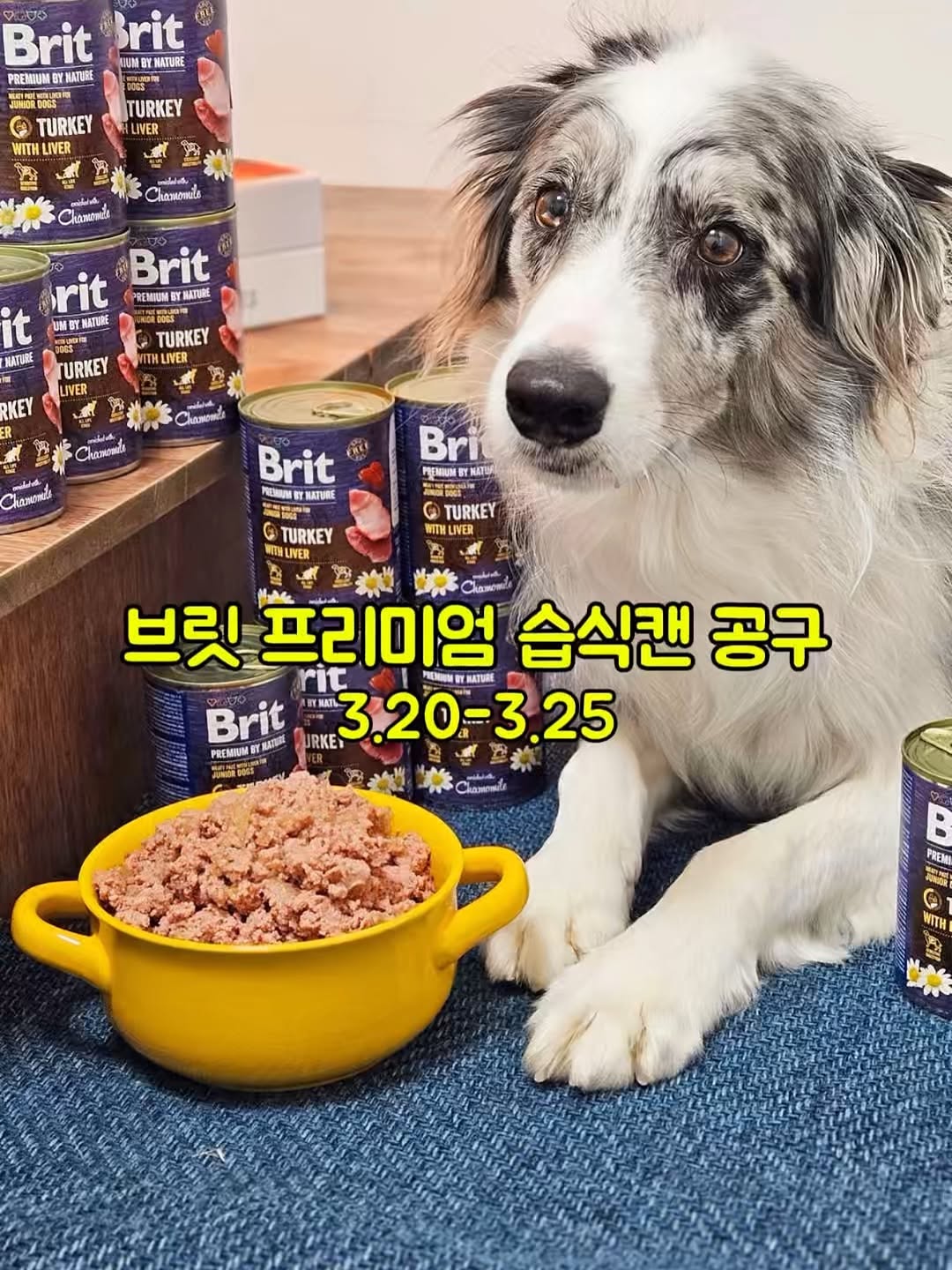 브릿 프리미엄독 습식캔