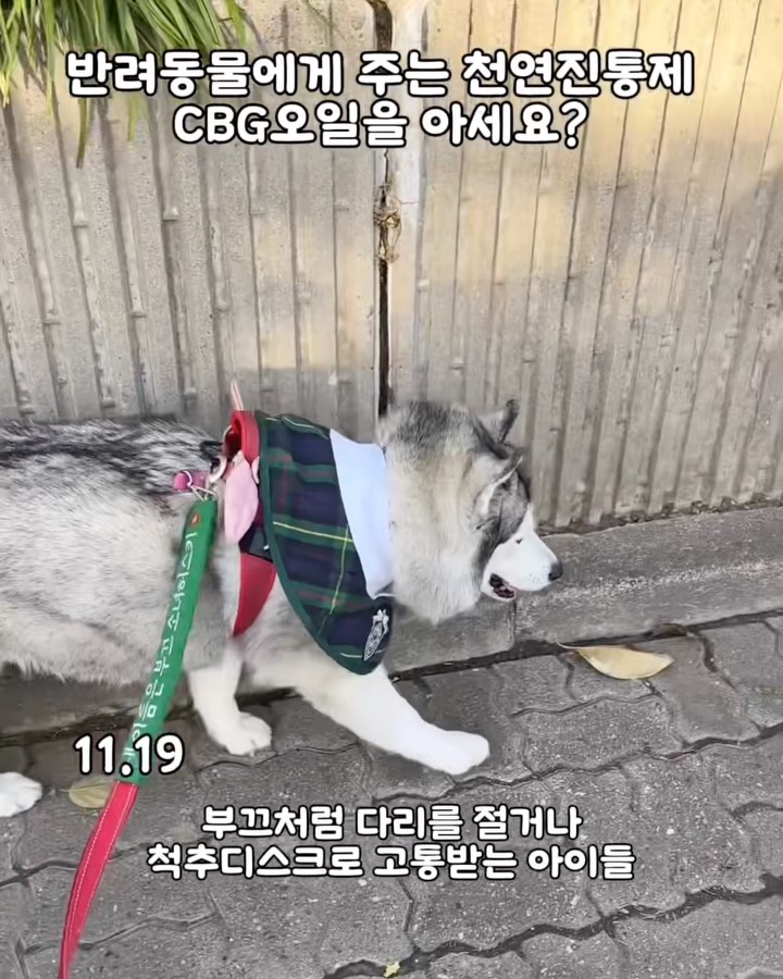 브랜바인 CBG오일