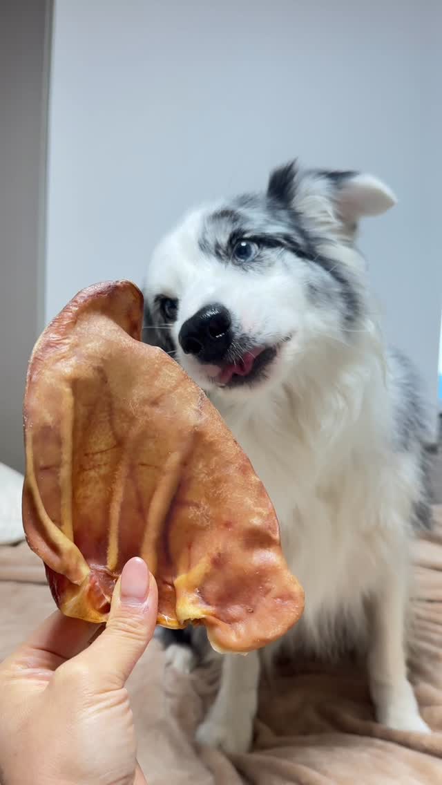 견수성찬, 펫스낵스