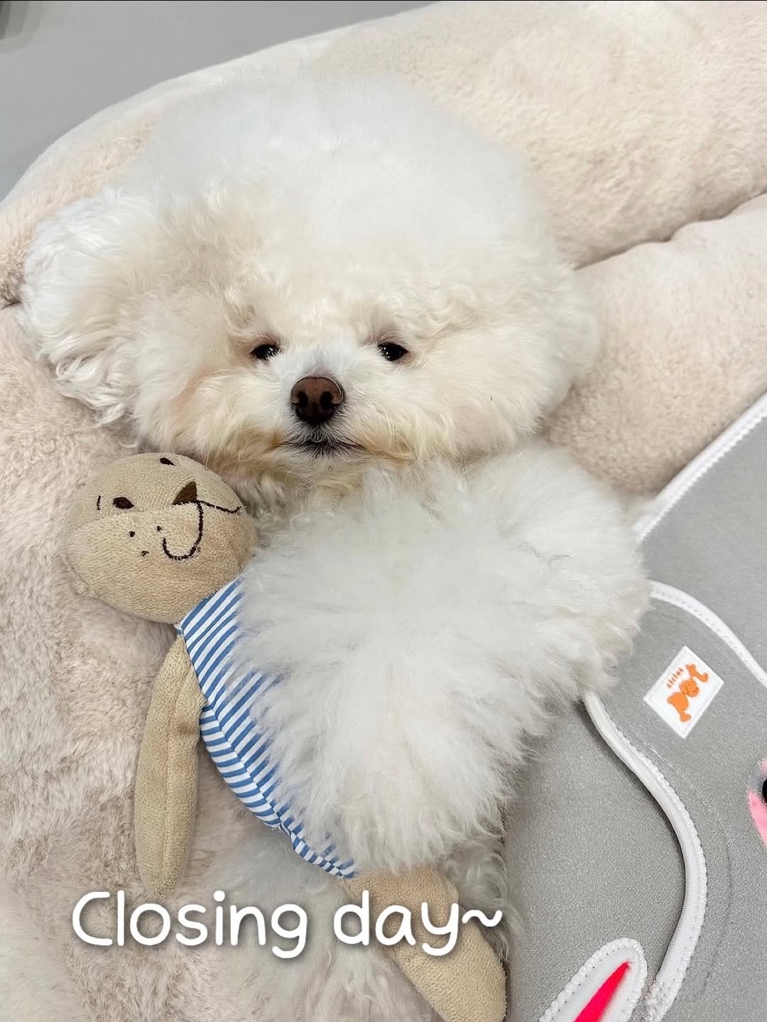 시리어스 펫 슬개골 따땃망토 & 따땃패드