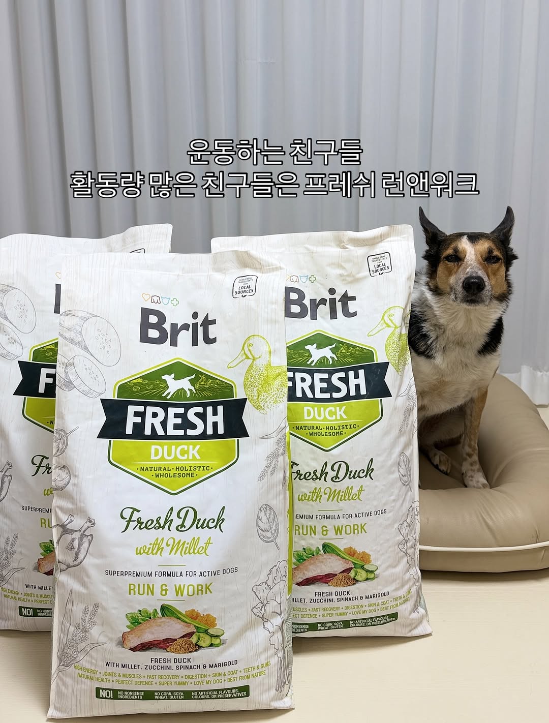 브릿 프레쉬 덕