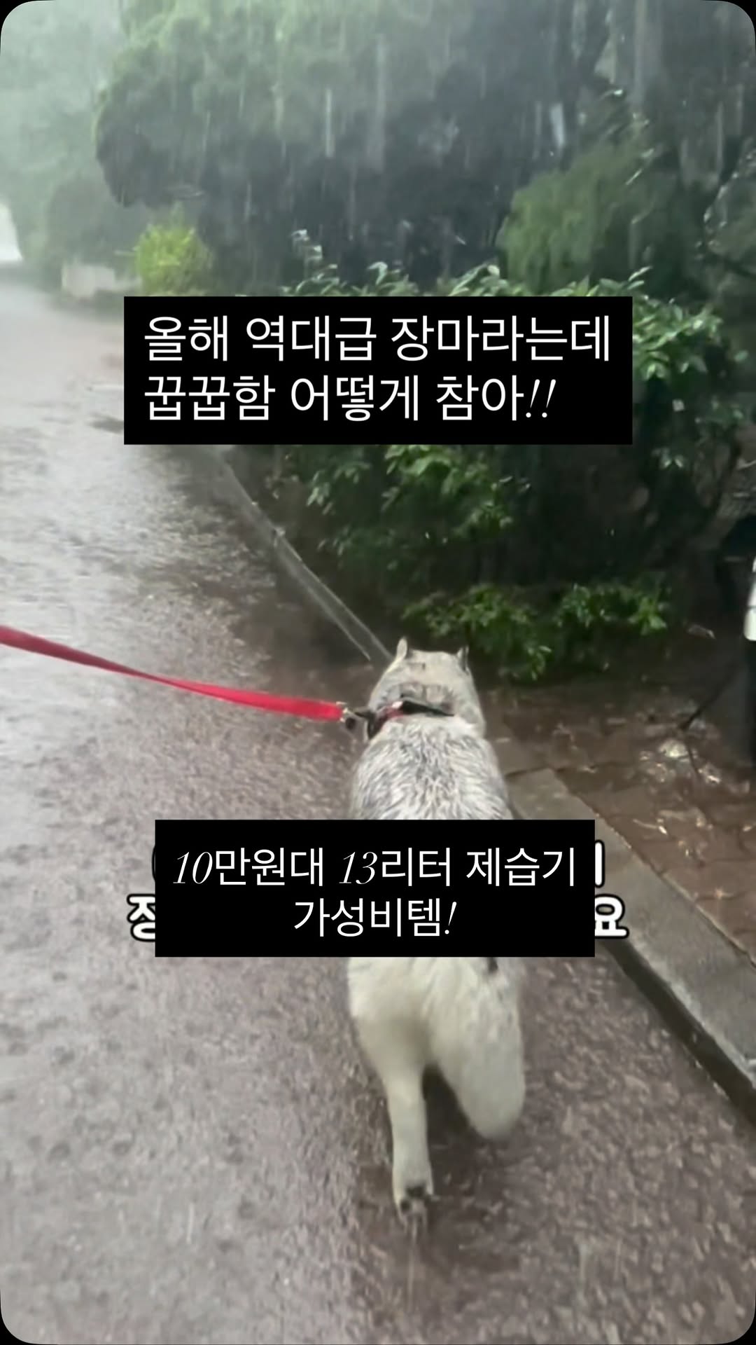 제니퍼룸 마카롱 제습기 플러스 13L