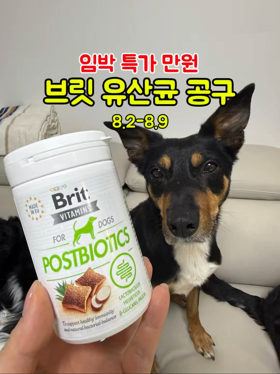 브릿 츄어블 포스트바이오틱스