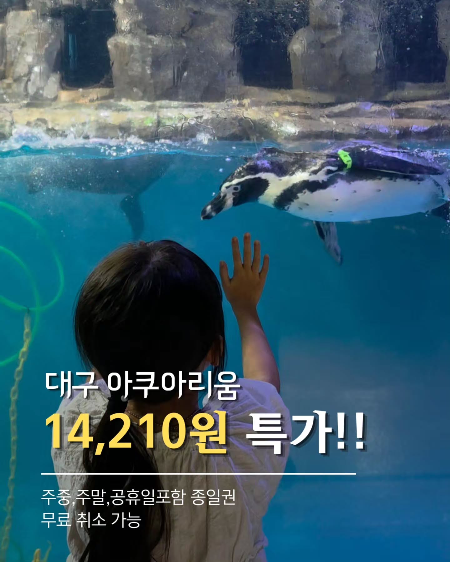 대구 아쿠아리움 입장권