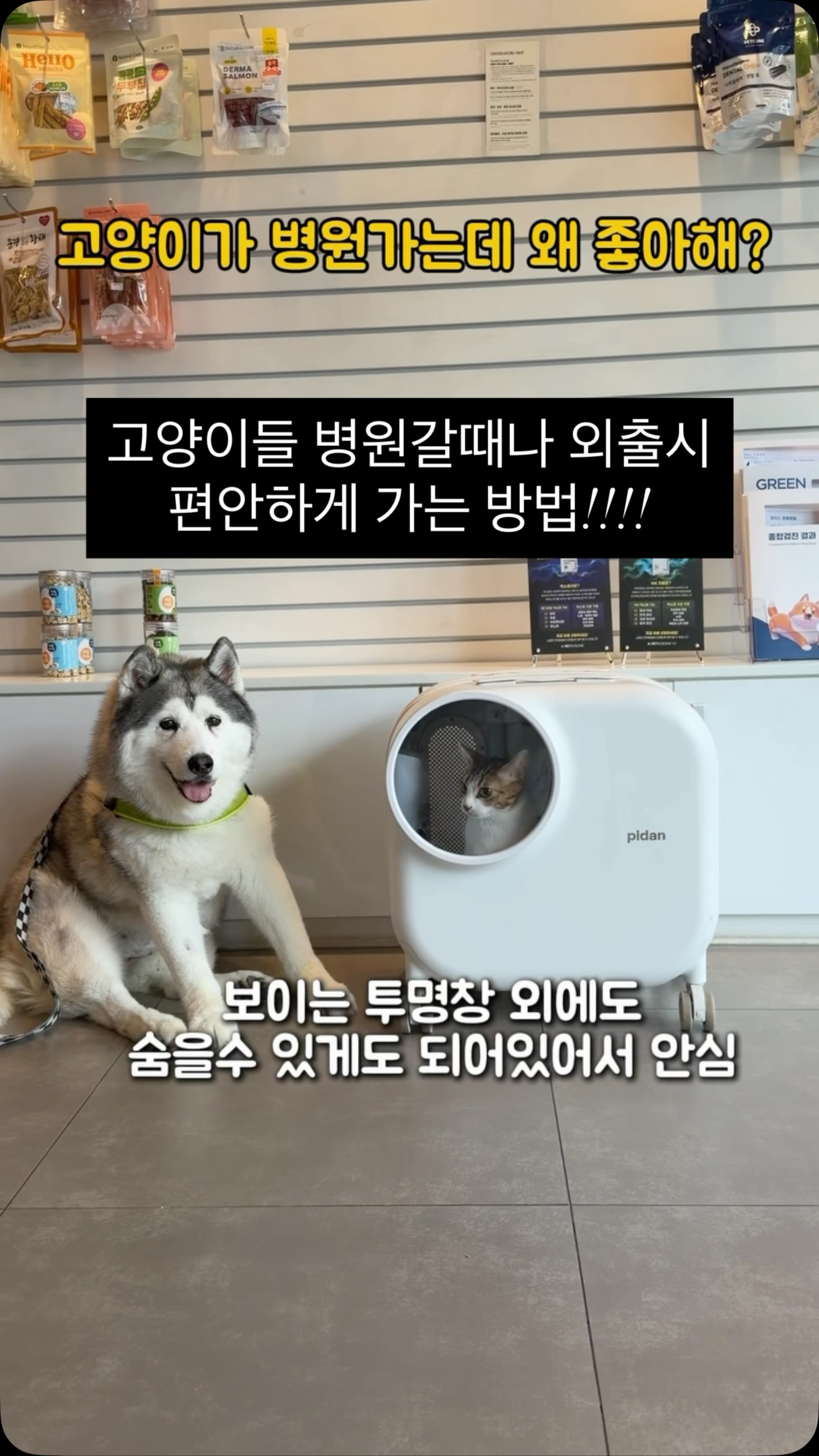 고양이/소형견 이동캐리어
