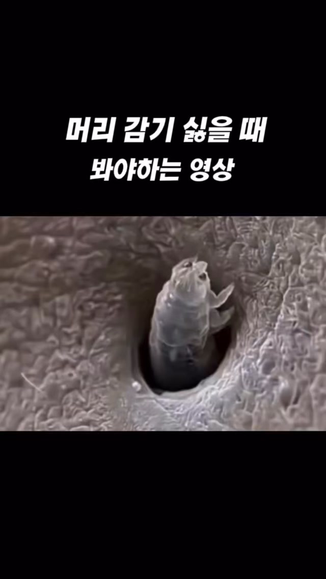 지디 샴푸