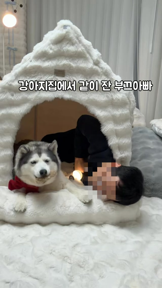 몽글퍼 펫하우스